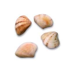 3150001 Muscheln 50gr 1 