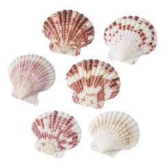 3150002 Muscheln 50gr 2 