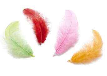3190003 Deko Federn bunt 4gr 2 