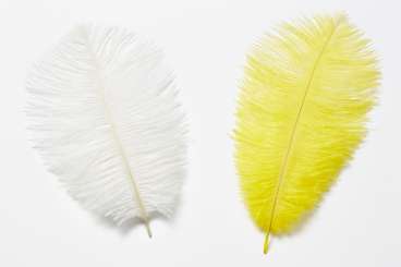 3190030 Straussen Federn 2St weiss 