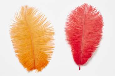 3190033 Straussen Federn 2St rot 