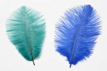 3190039 Straussen Federn 2St. blau 