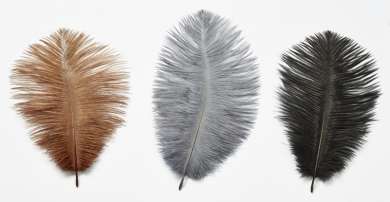 3190042 Straussen Federn 2St. schwarz 