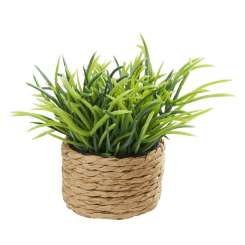 3481351 Zimmerpflanze I 4 cm 