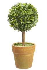 3865342 Buchs-Baum m. Topf ca. 15 cm 