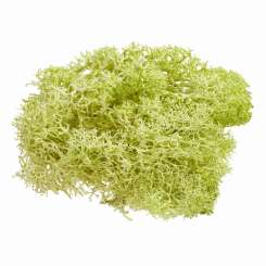 3865357 Islandmoos 20 gr. hellgrün 