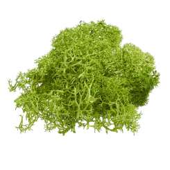 3865358 Islandmoos 20 gr. grün 