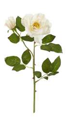 3865410 Rose m.Knospe 50cm crème 