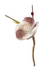 3865533 Leinen-Blüten  45mm, creme/rosenholz, 2St. 