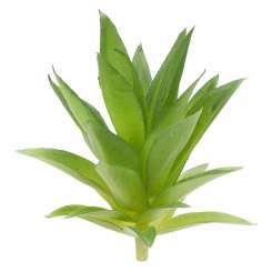 3865607 Mini-Garten Steingewächs II, 11cm, grün 