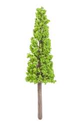 3865630 Zypresse  8cm 