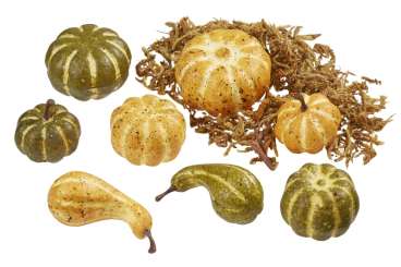 3865667 Kürbisse Moos-gelb-grün- 3,5-5cm-8x 