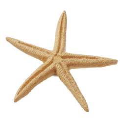 3870663 Seestern  6,5cm, mit Klebepunkt,  4St 