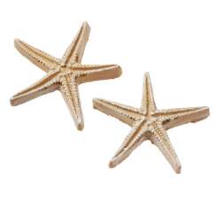 3870666 Seestern  2,8cm, 4St. natur 