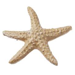 3870667 Seestern  4cm, 3St. natur 