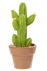 3870682 Kakteen II  9,5cm, 3 D 