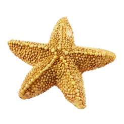 3870700 Seestern  5,8cm 