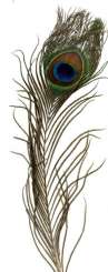 565990 Pfauenfeder 25-30cm 