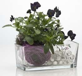 581137 Glasschale rechteckig H.7.5 x 15 x 8cm 