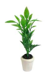 588919 Grünpflanze im Topf, 5-7cm 