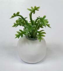 588921 Pflanze in Topf 1 - 35mm 