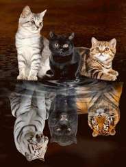 596023 Katzen 30x40cm 