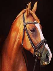 596025 Pferd 30x40cm 