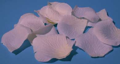 598676 Rosenblätter crème   Btl à 152St 