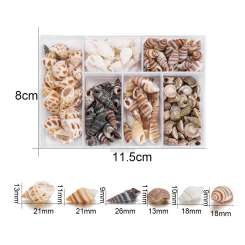 599960 Muscheln sortiert 