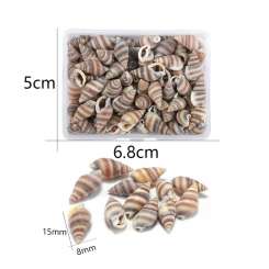 599963 Muscheln Schnecken gestreift 