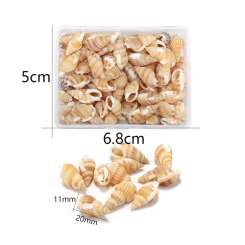 599964 Muscheln Schnecken hellbraun 