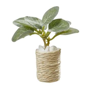 3481284 Zimmerpflanze ca. 5,5 cm 