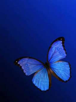 596006 Schmetterling blau 30x40cm 